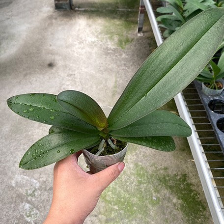178166808034-Phal.%20Golden%20Apollon%20%C3%97%20Charming%20Rose%20Fairy%20%E6%A4%8D%E6%A0%AA2.5''1.jpg