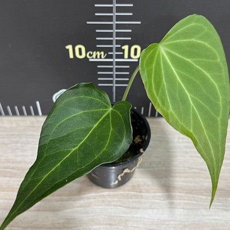 178211651034-Anthurium%20Delta%20Force%20%E4%B8%89%E8%A7%92%E6%B4%B2%E8%8A%B1%E7%87%AD%20%E8%8A%B11.jpg