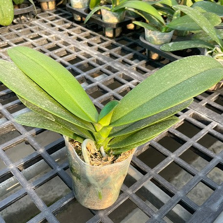 178219144534-Phal.%20Younghome%20Coral%20Orange%20%E6%A4%8D%E6%A0%AA3''1.jpg