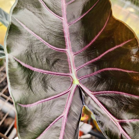 178219237873-Alocasia%20suhirmaniana%20'Purple'%20%E8%8A%B11.jpg