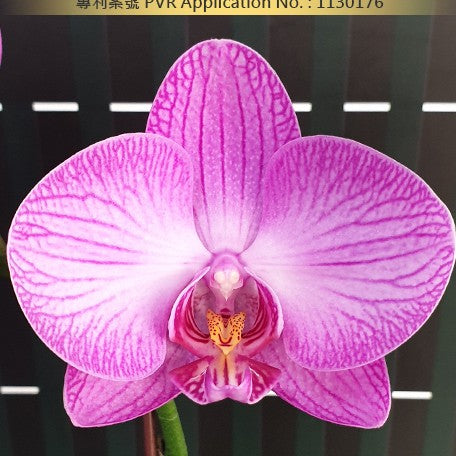178398907476-Phal.%20Miki%20Strip%20Model%20'107'%20%E8%8A%B11.jpg