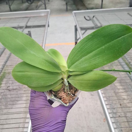 178764817731-Phal.%20speciosa%20'YL136'%20%E7%9B%BE%E8%8A%B1%E8%9D%B4%E8%9D%B6%20'YL136'%20%E6%A4%8D%E6%A0%AA2.5''1.jpg