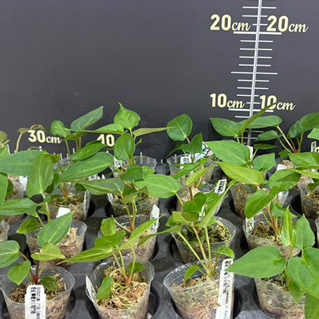 179144190482-Anthurium%20Pink%20Lemonade%20%C3%97%20Portillae%20%E7%B2%89%E7%B4%85%E6%AA%B8%E6%AA%AC%E6%B0%B4%E4%BA%A4%E6%88%B0%E9%AC%A5%E6%A9%9F%20%E6%A4%8D%E6%A0%AA2.5''2.jpg