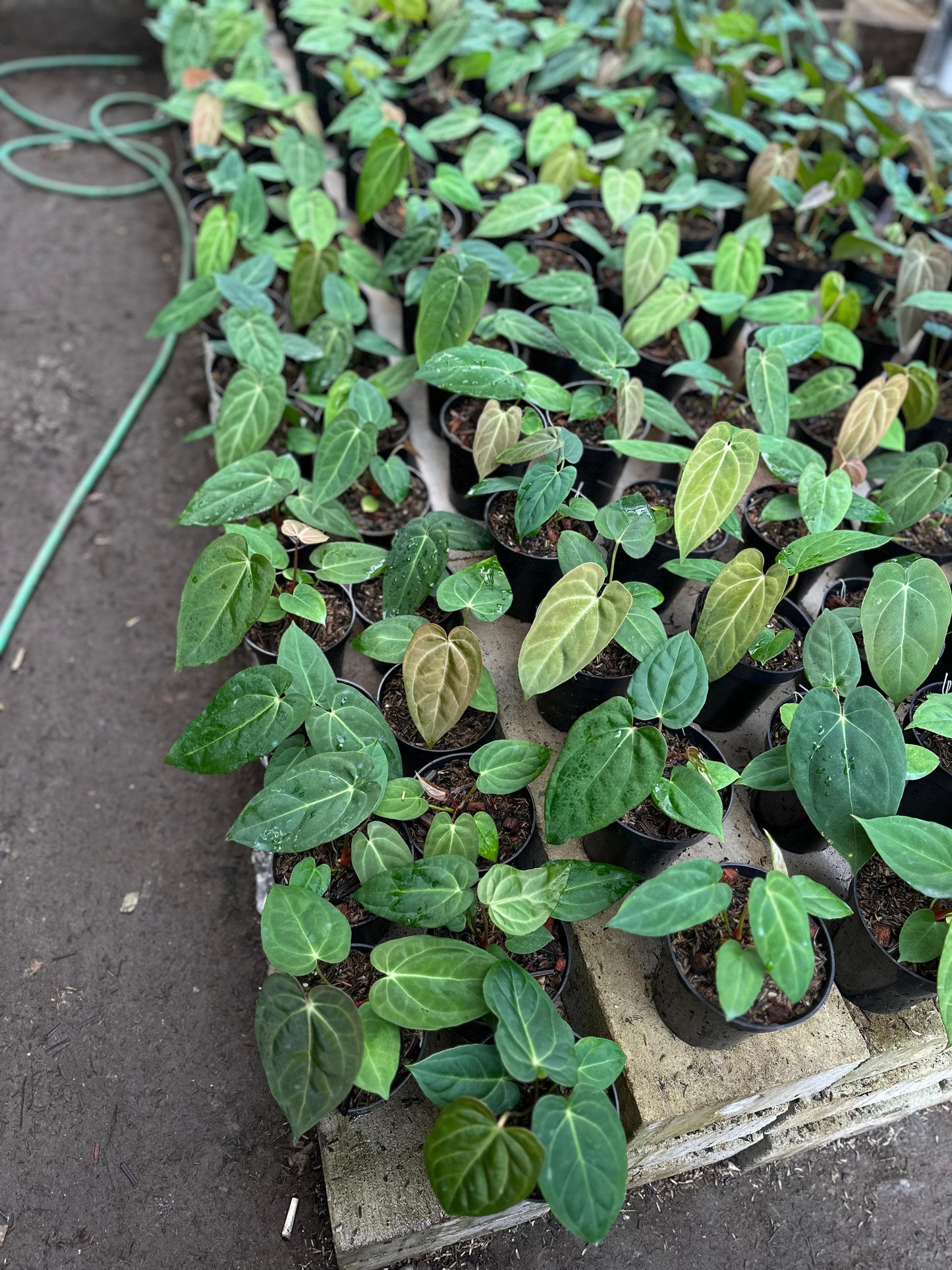 Anthurium dressleri x "Blue papillilaminum" Grower's Choice *Now In Stock* (5970P:G) | Rare Aroid