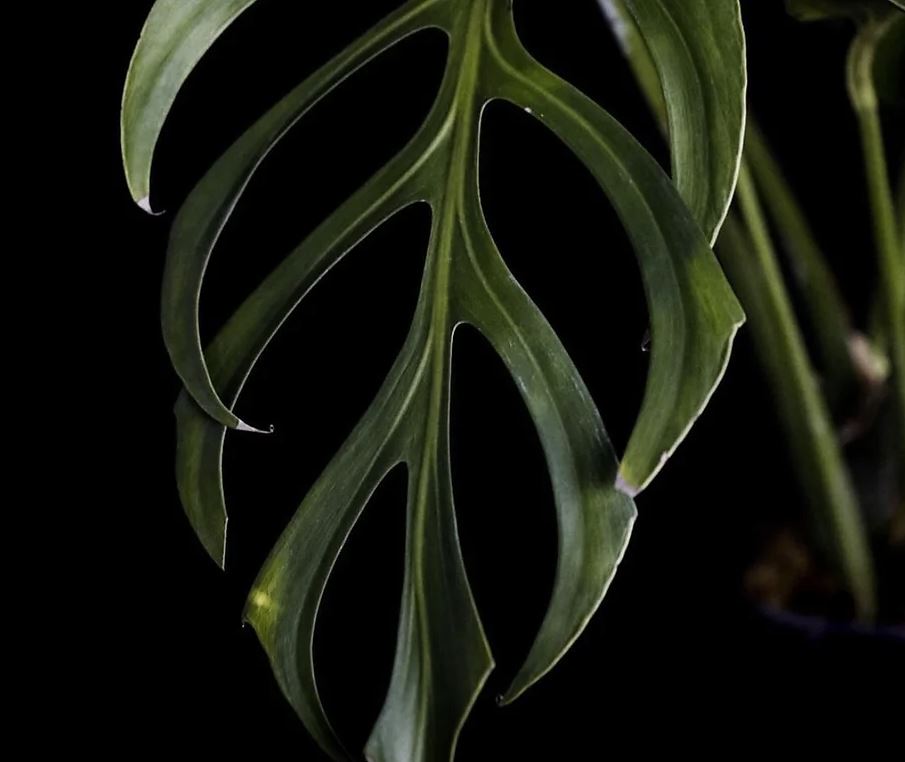 monstera bolivia Monstera dilacerata aka Burle Marx Flame TC Plantlet Grower's Choice *In Stock* Acclimated (In Stock)