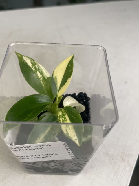 philodendron imperial grn Philodendron Imperial Green variegated TC Plantlet *Preorder* 2-Pack In Vitro ($117 ea.)