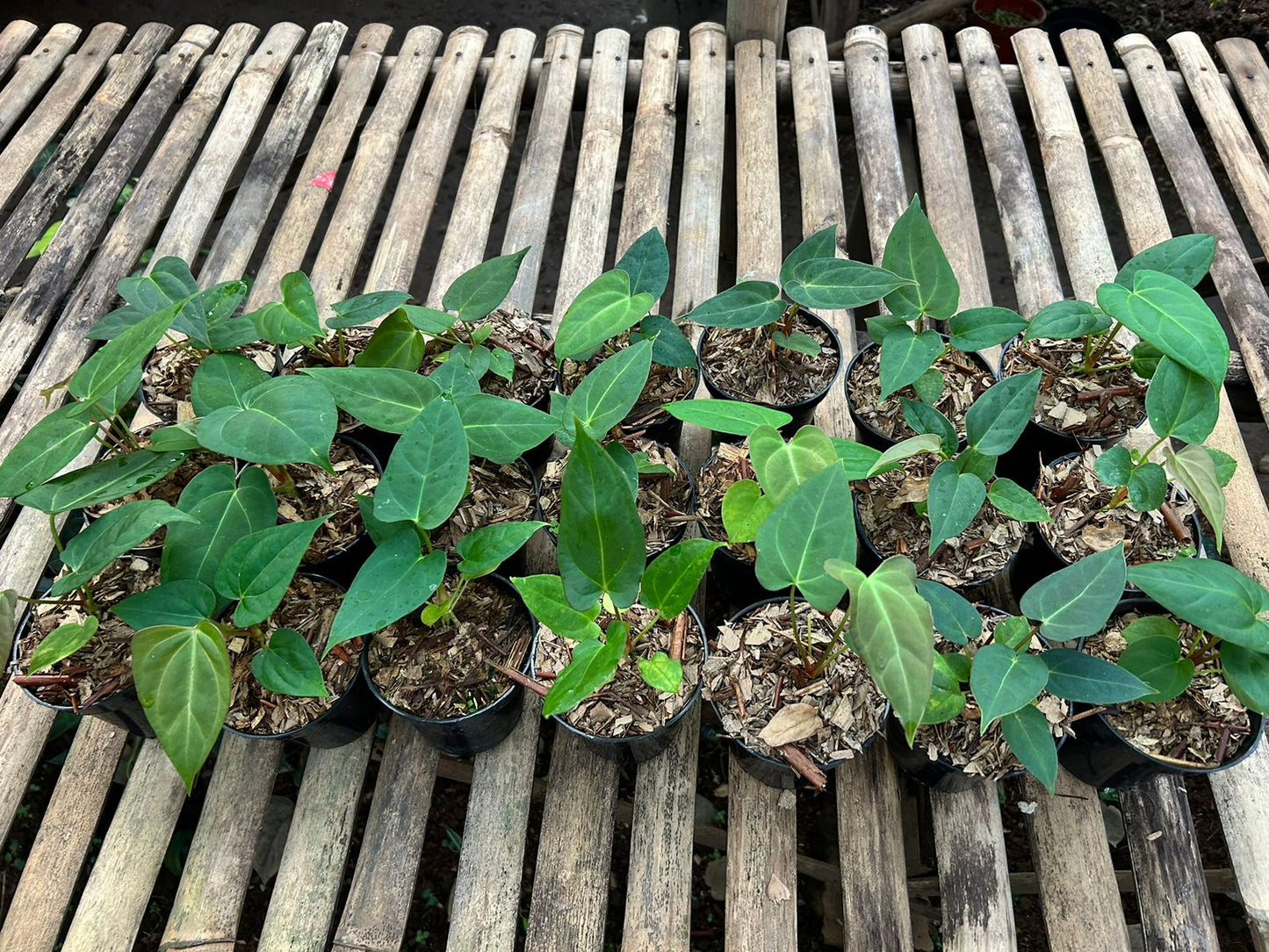 Anthurium papillilaminum Grower's Choice *Now In Stock* (5453P:G) | Rare Aroid