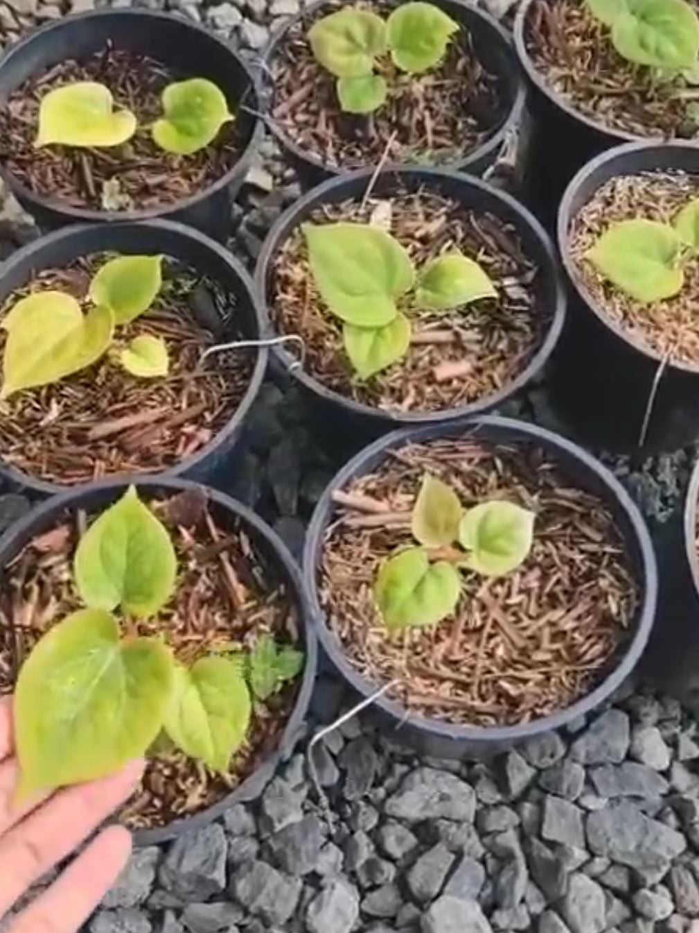 Anthurium "King of Spades" "Golden" *Preorder* (5558P:3) | Rare Aroid