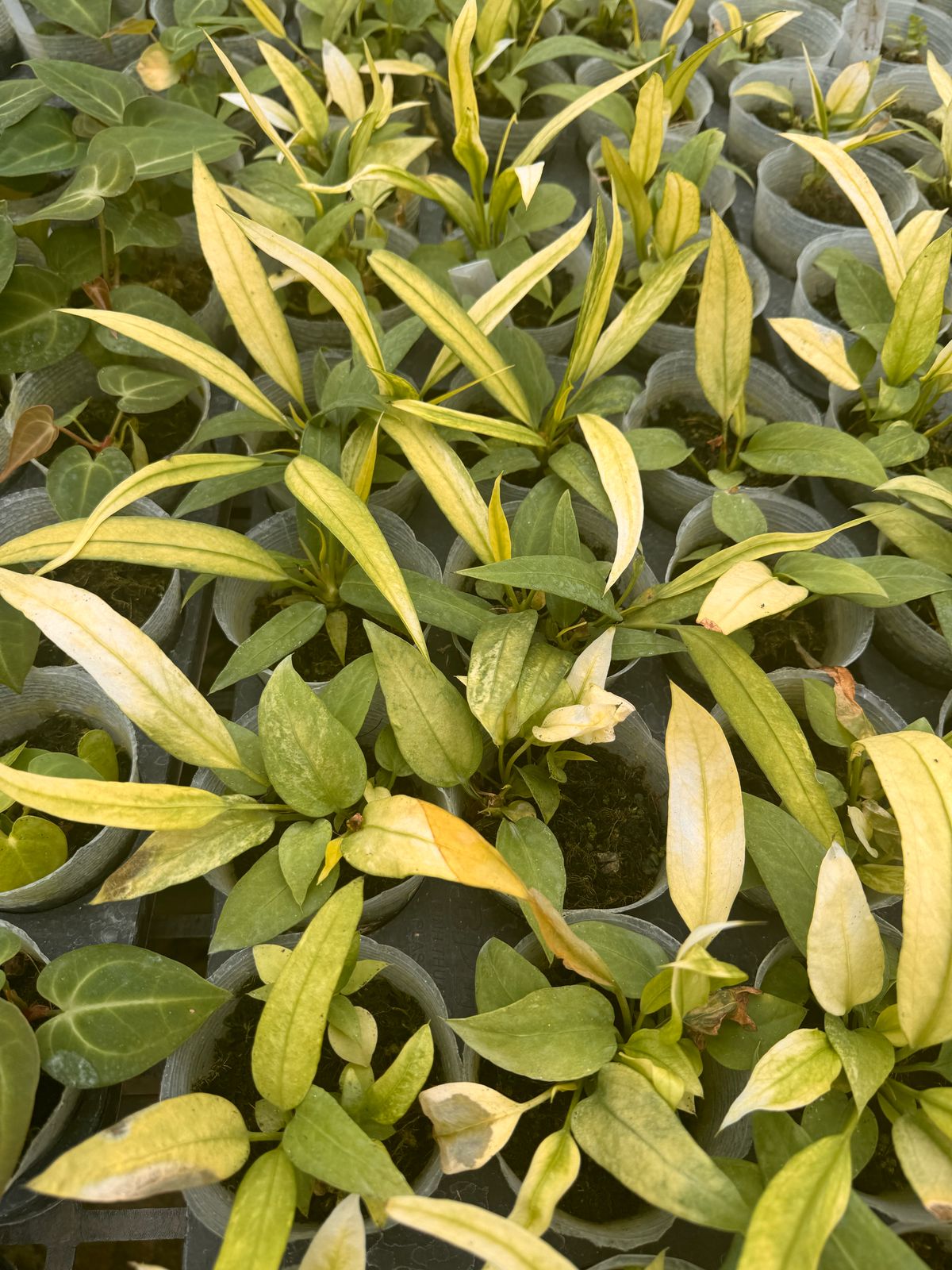 Anthurium vittariifolium variegated 2.8" plant Grower's Choice *In Stock*