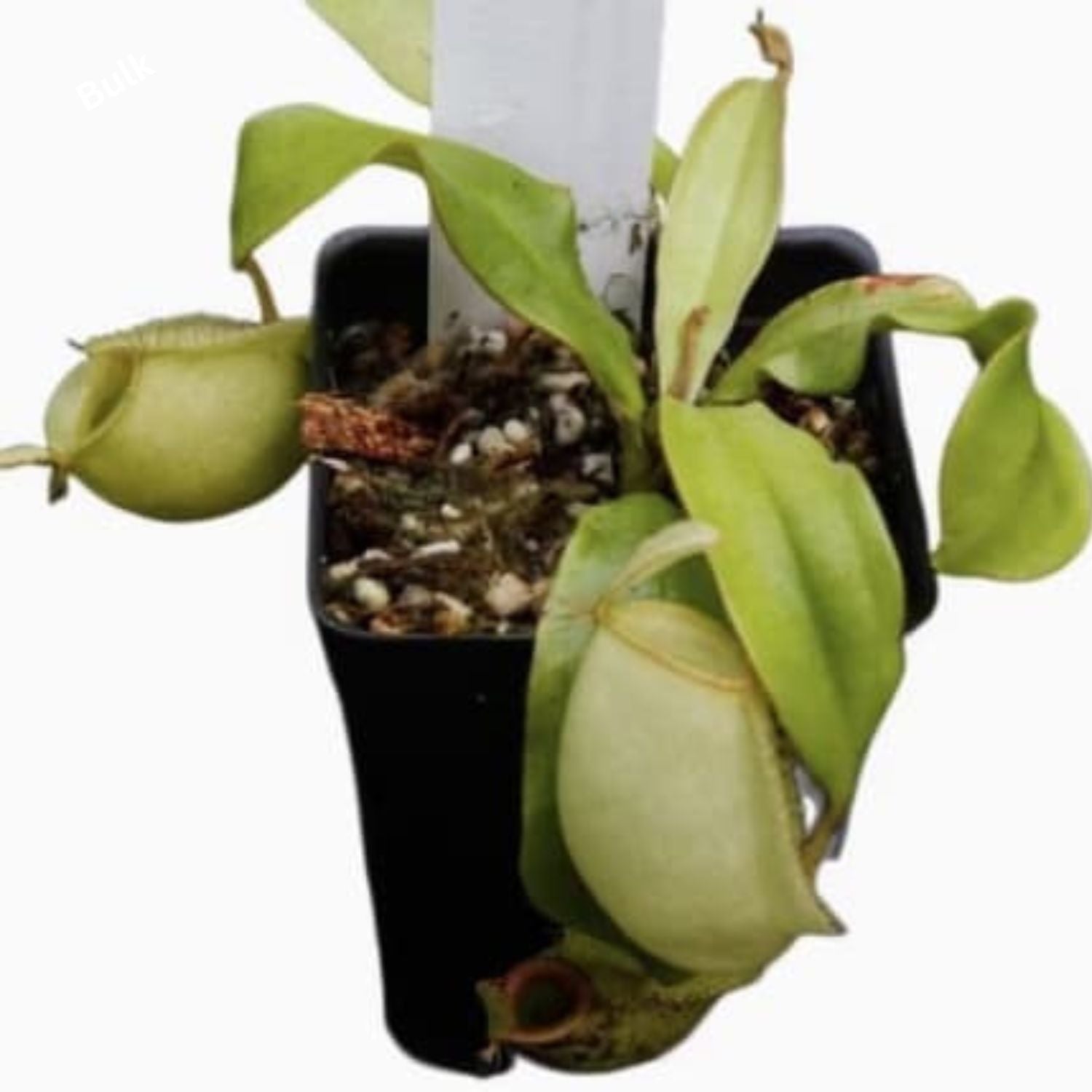 N. ampullaria Green Form TC Plantlet Grower's Choice *Now In Stock