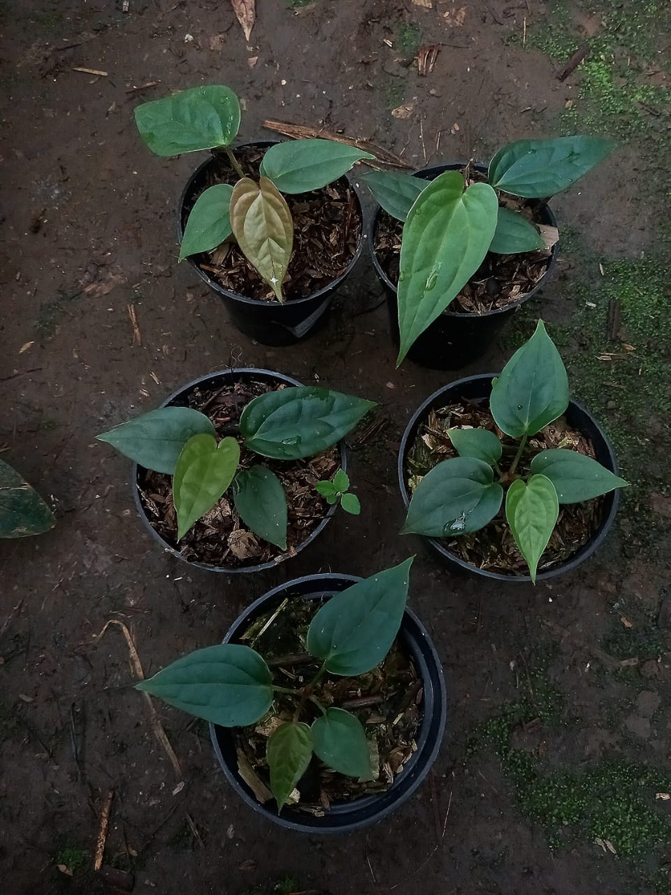 Anthurium papillilaminum "Red Stem" × "Luxurians" *Preorder* (6108P:G) | Rare Aroid