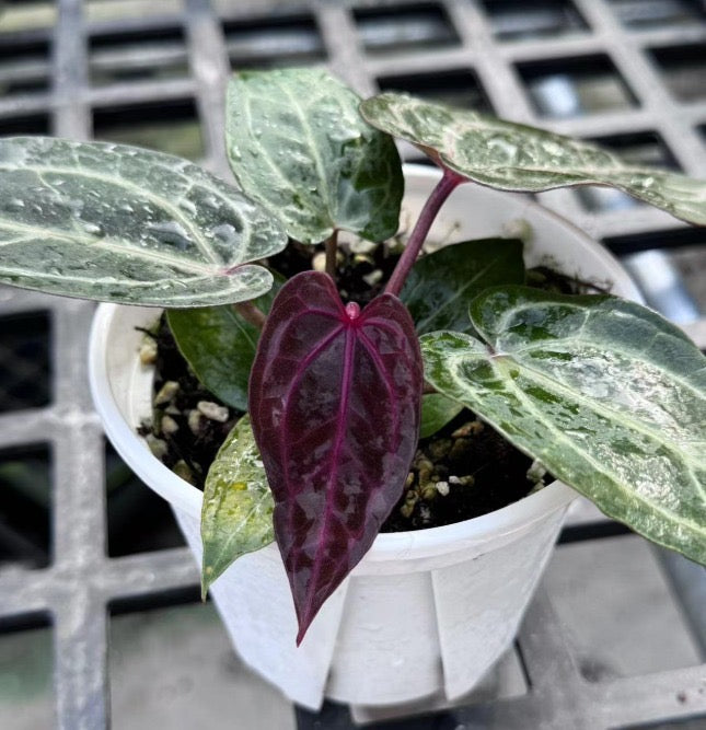 purple anthurium care Anthurium "Purple Crystallinum" Grower's Choice *In Stock* – OrchidBox