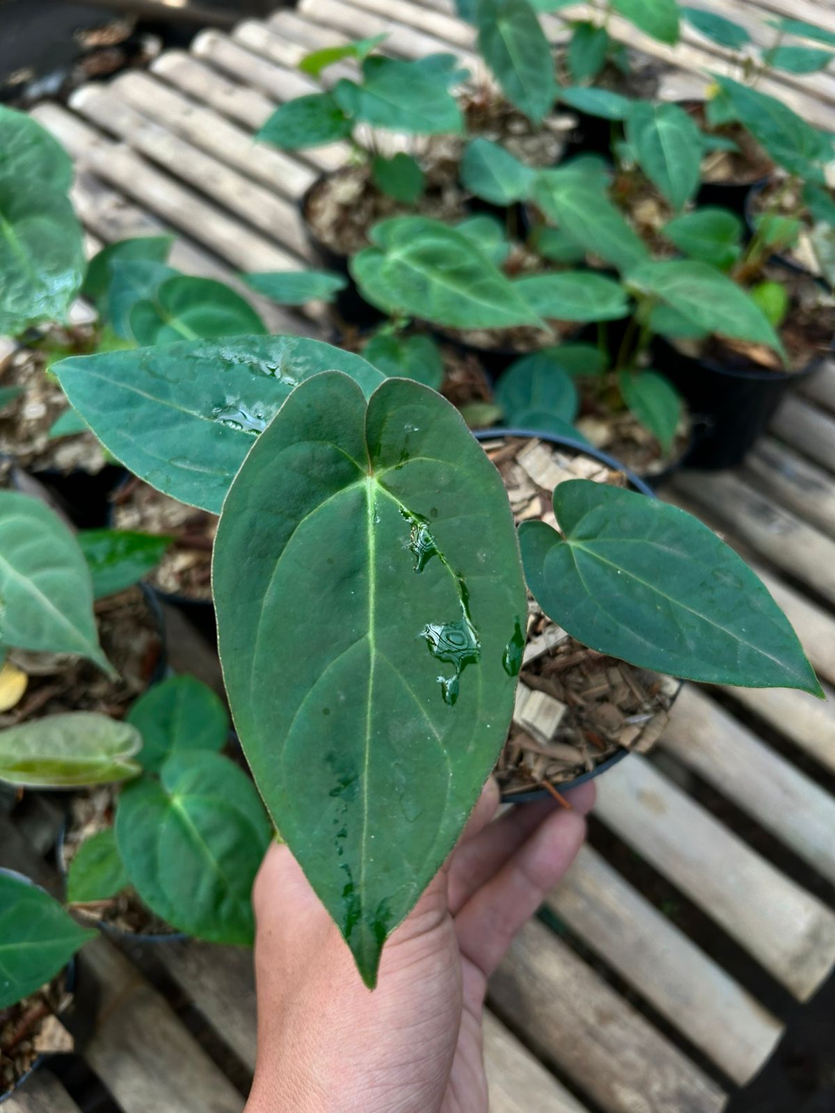 Anthurium "Ace Of Spades" *Preorder* (5452P:G) | Rare Aroid