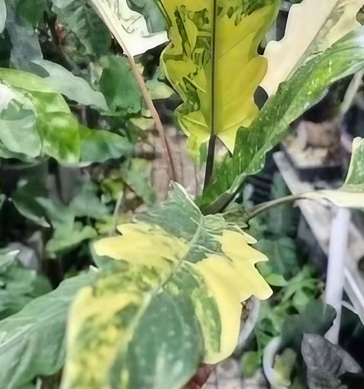 Alocasia lauterbachiana Aurea variegated Grade A TC Plantlet *Preorder*
