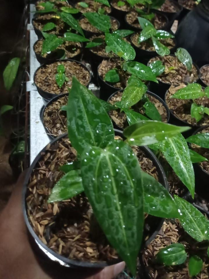 Anthurium papillilaminum × portillae Grower's Choice *Now In Stock* (5557P:G) | Rare Aroid