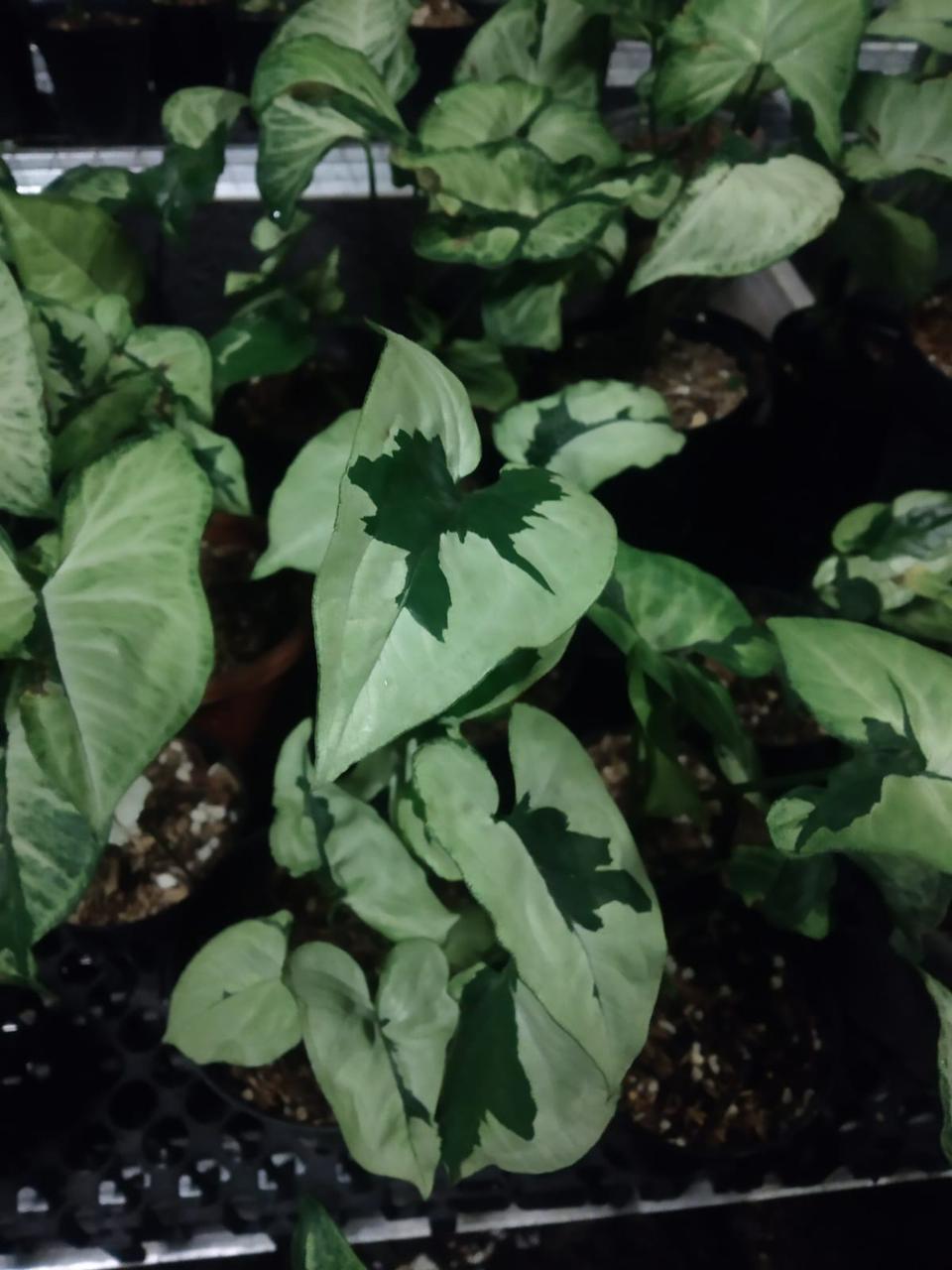 Syngonium "Green Beauty" Grower's Choice *Now In Stock* (5645P:G) | Rare Aroid