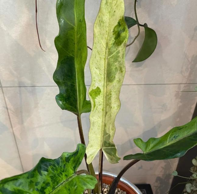 Alocasia lauterbachiana Mint variegated TC Plantlet Grower's Choice *In Stock* Acclimated (Premium) (In Stock)