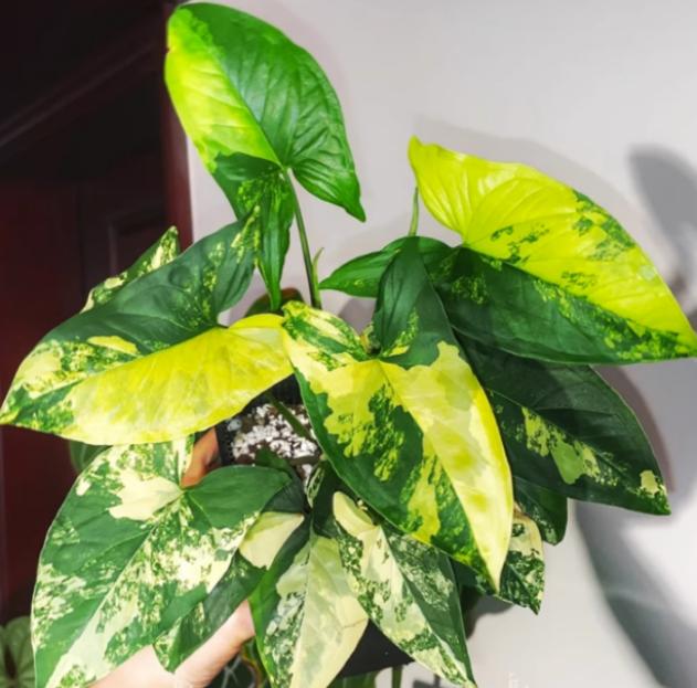 Syngonium Aurea variegated TC Plantlet *Preorder* In-Vitro Single (deflasked)