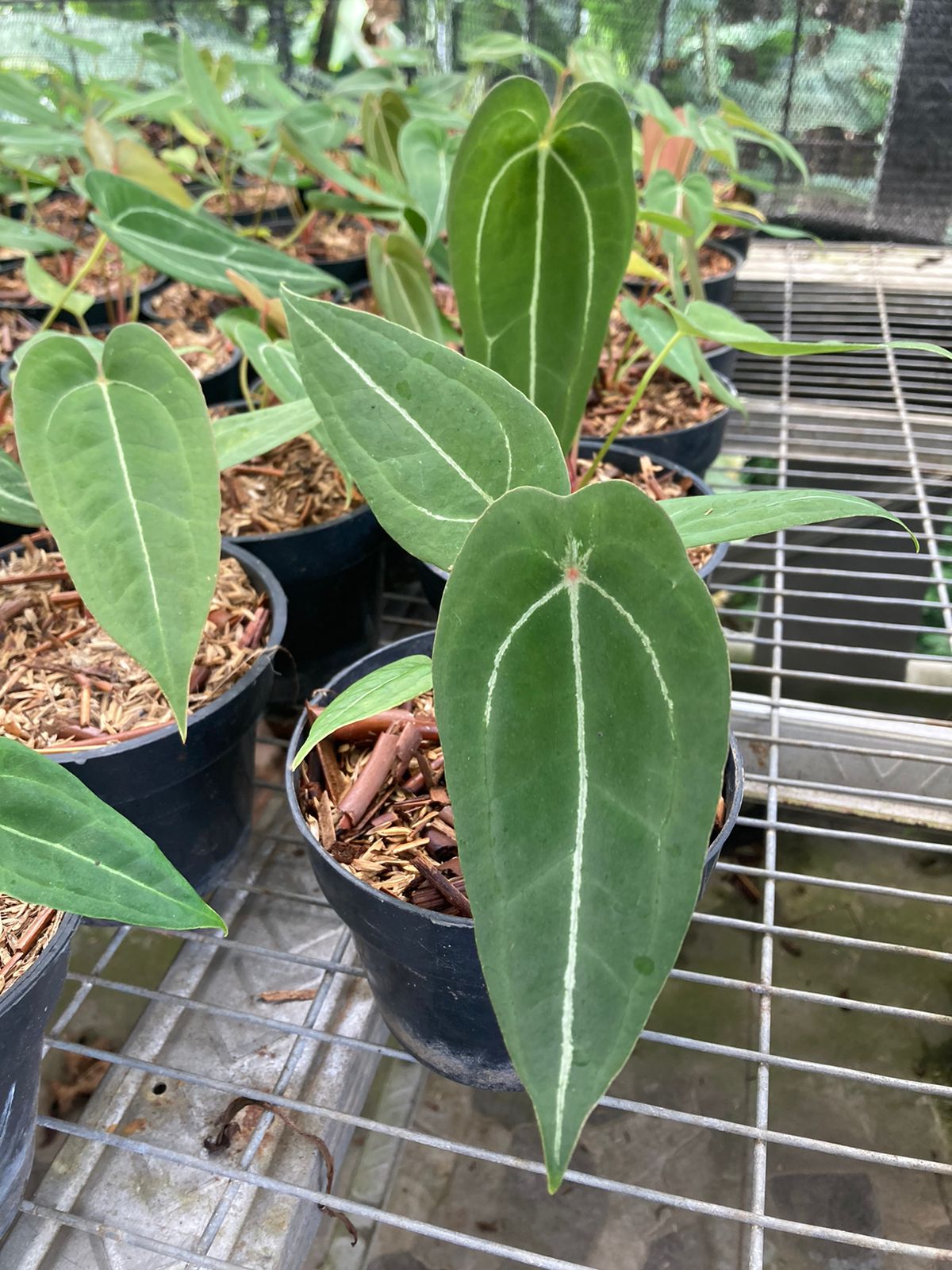 Anthurium "Red Spider" *Preorder* (6000P:3) | Rare Aroid
