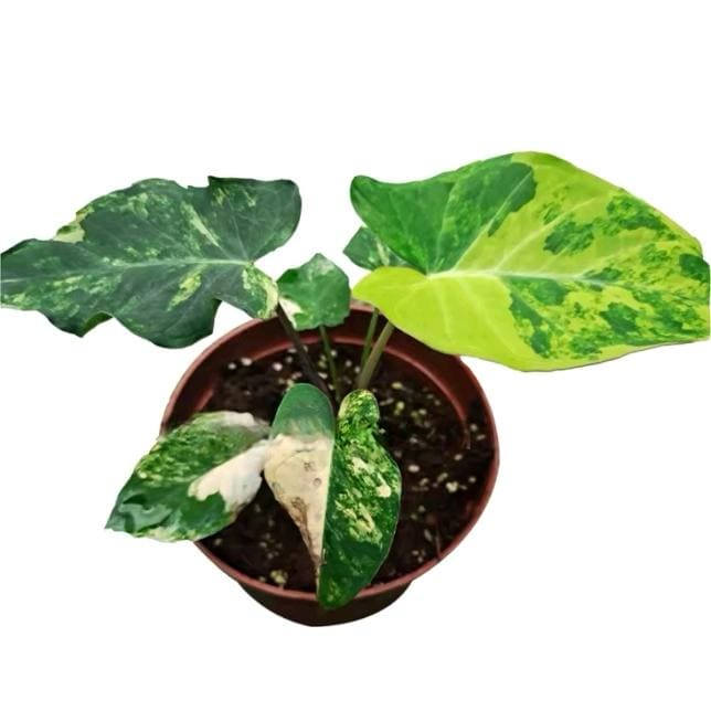 Alocasia 