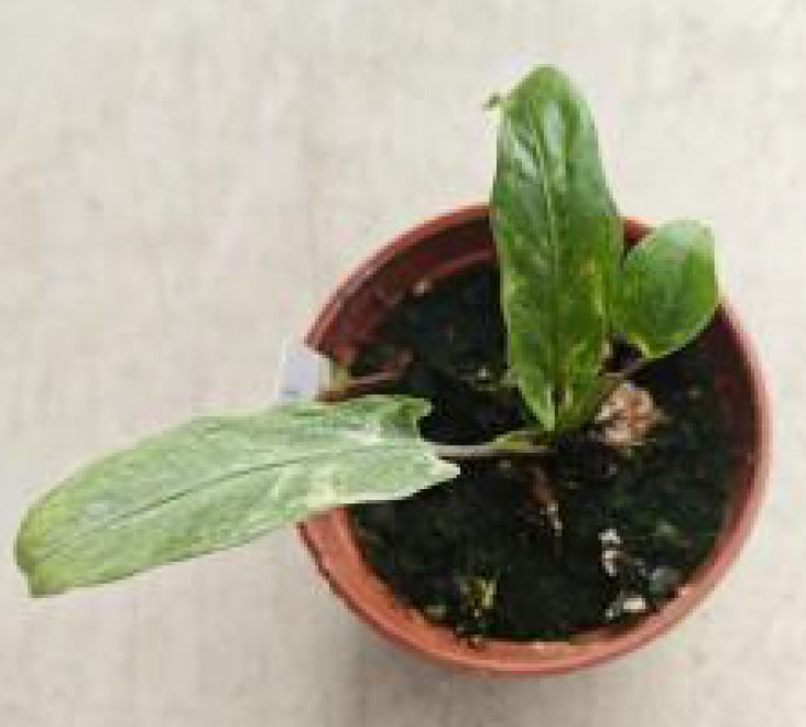 philodendron lauterbachiana Alocasia lauterbachiana Mocha variegataed variegated *Preorder* Acclimated (Premium)