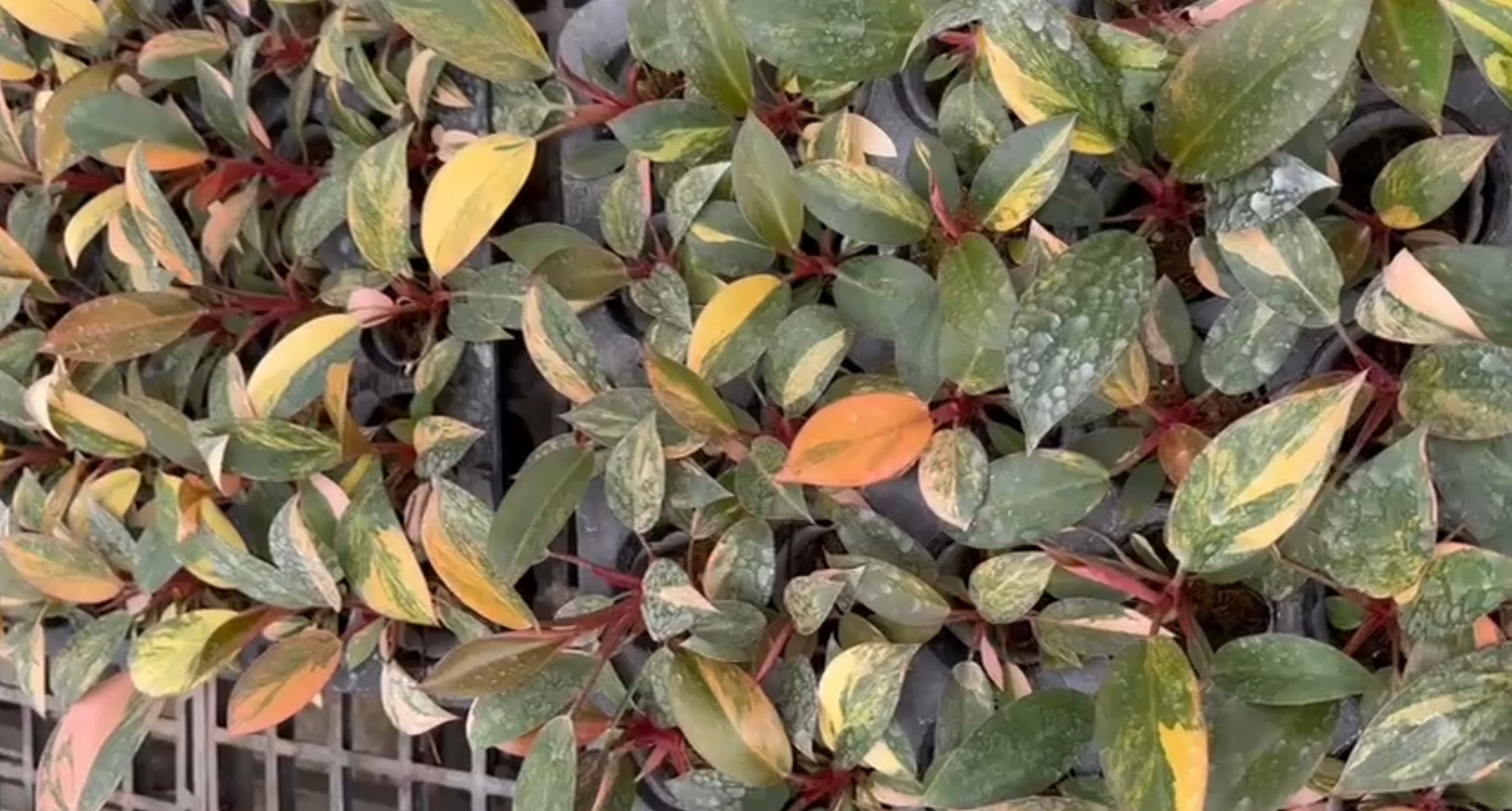 philodendron congo red variegated Philodendron Red Congo variegated Grower's Choice *In Stock*