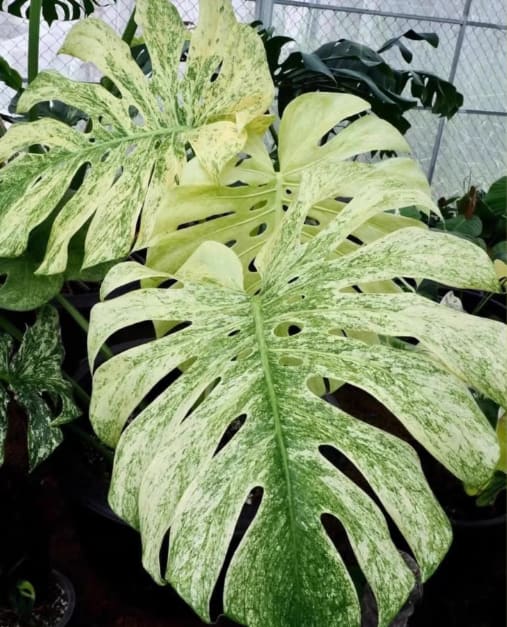 monstera deliciosa truffaut Monstera deliciosa "Mint" variegated TC Plantlet Grower's Choice *In S – OrchidBox
