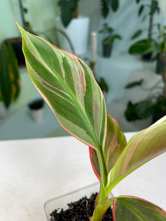 Banana Pink Musa "No No" variegated aka "NoNo" TC Plantlet Grower's Choice *Now In Stock* (1806P:3)