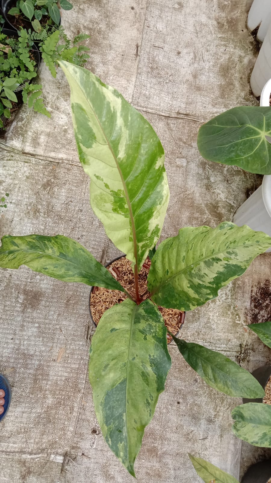 Anthurium hookeri variegated Medium *Preorder* (5900P:3) | Rare