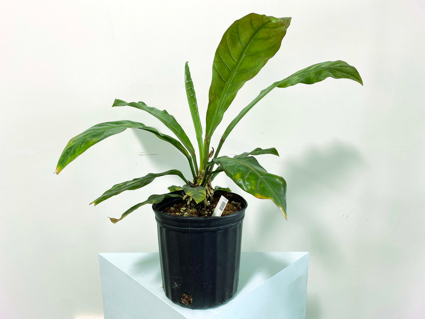 Anthurium red hookeri XXL (C1) | Exact Plant