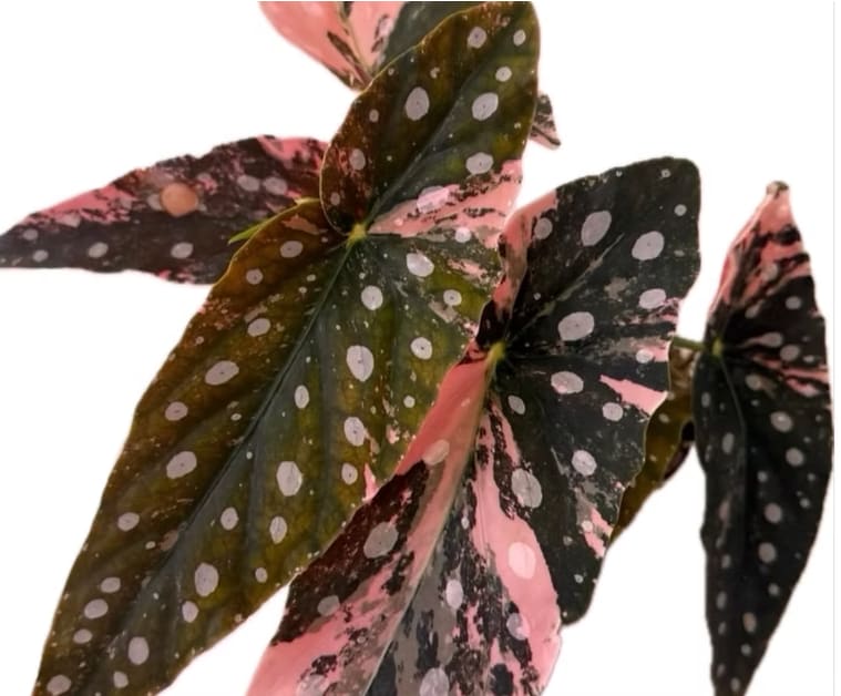 Begonia maculata variegated Pink Var *Preorder* – OrchidBox