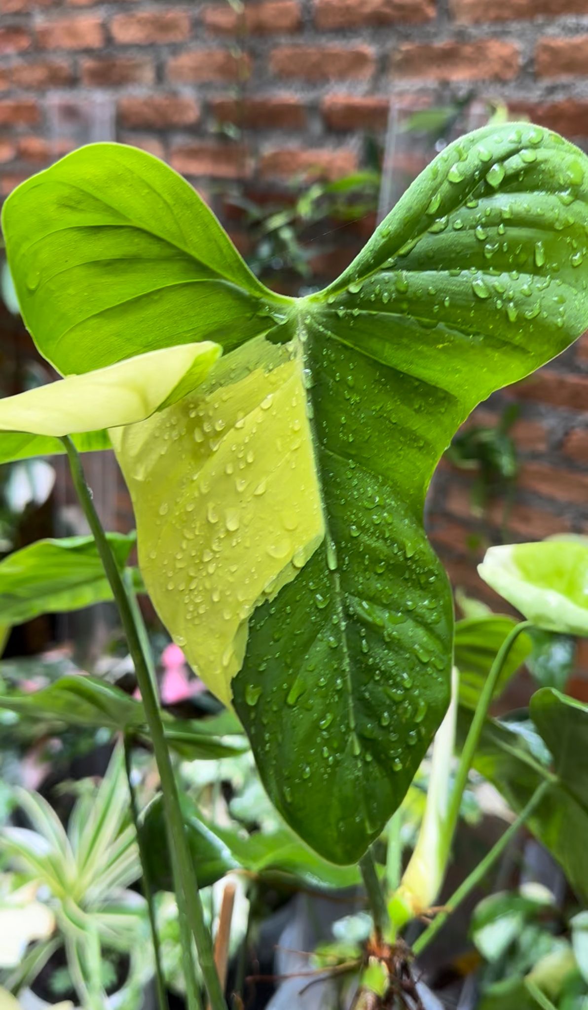Philodendron oxapapense variegated Planted In Moss *Preorder* Acclimated