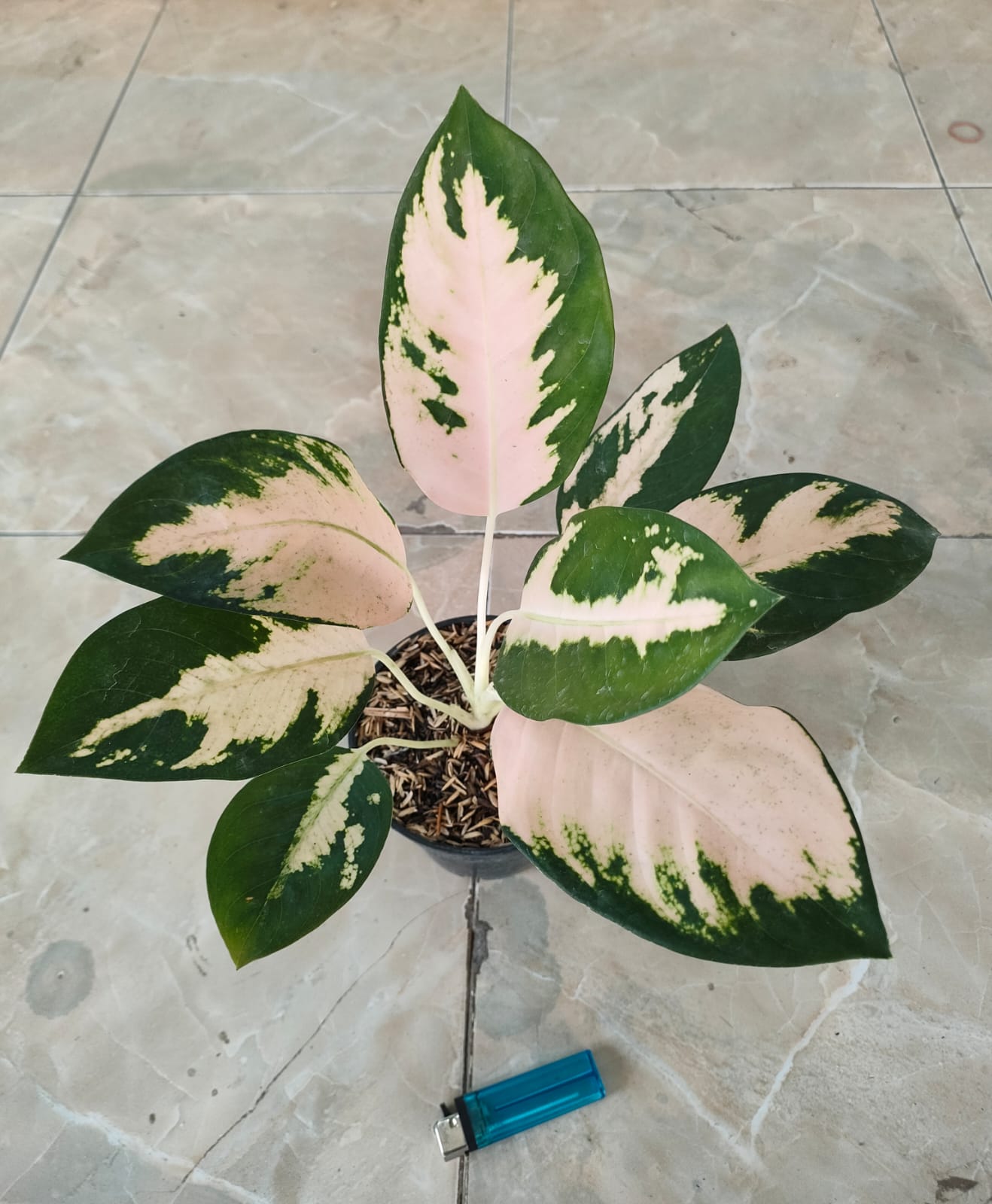 Aglaonema 