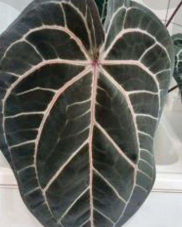 anthurium maravilla Anthurium Wonder Boy x Michelle Grower's Choice *In Stock*