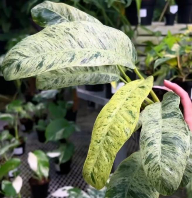 Epipremnum giganteum variegated TC Plantlet *Preorder* Acclimated