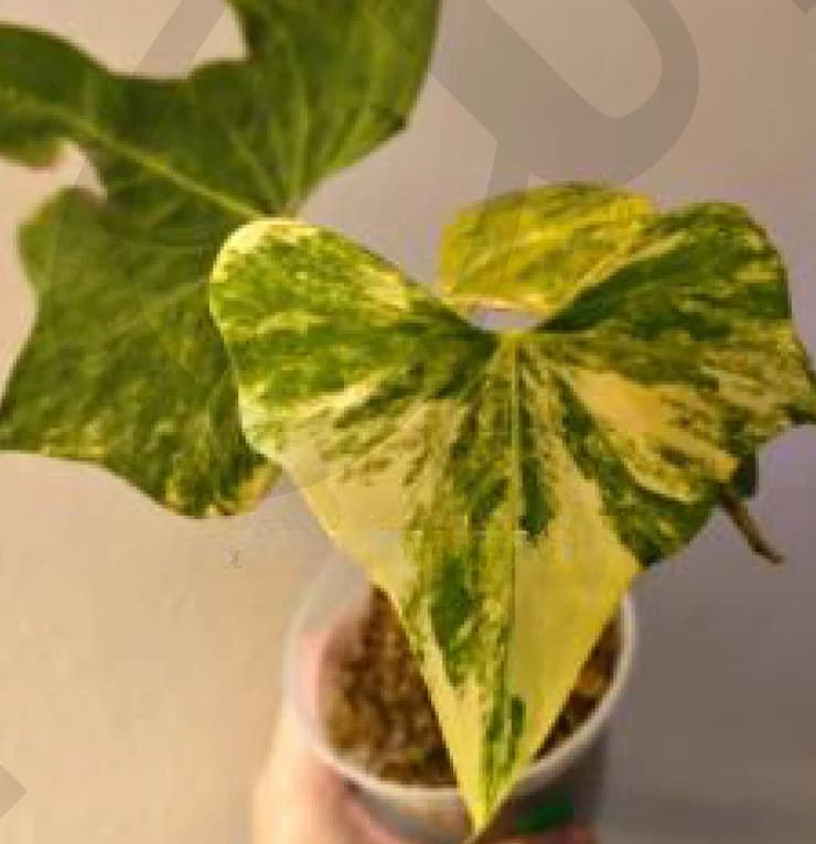 Anthurium 