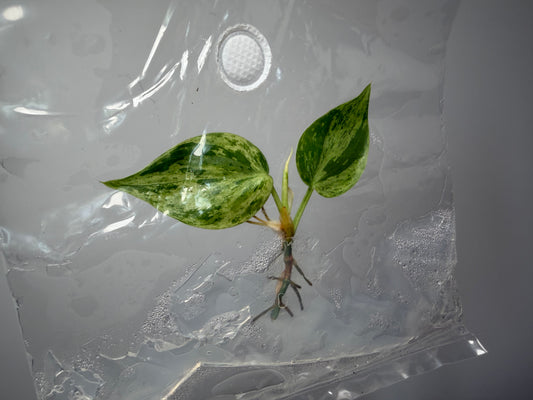 40461b06-6c4e-4281-891b-539e5cba4fa6.jpg
