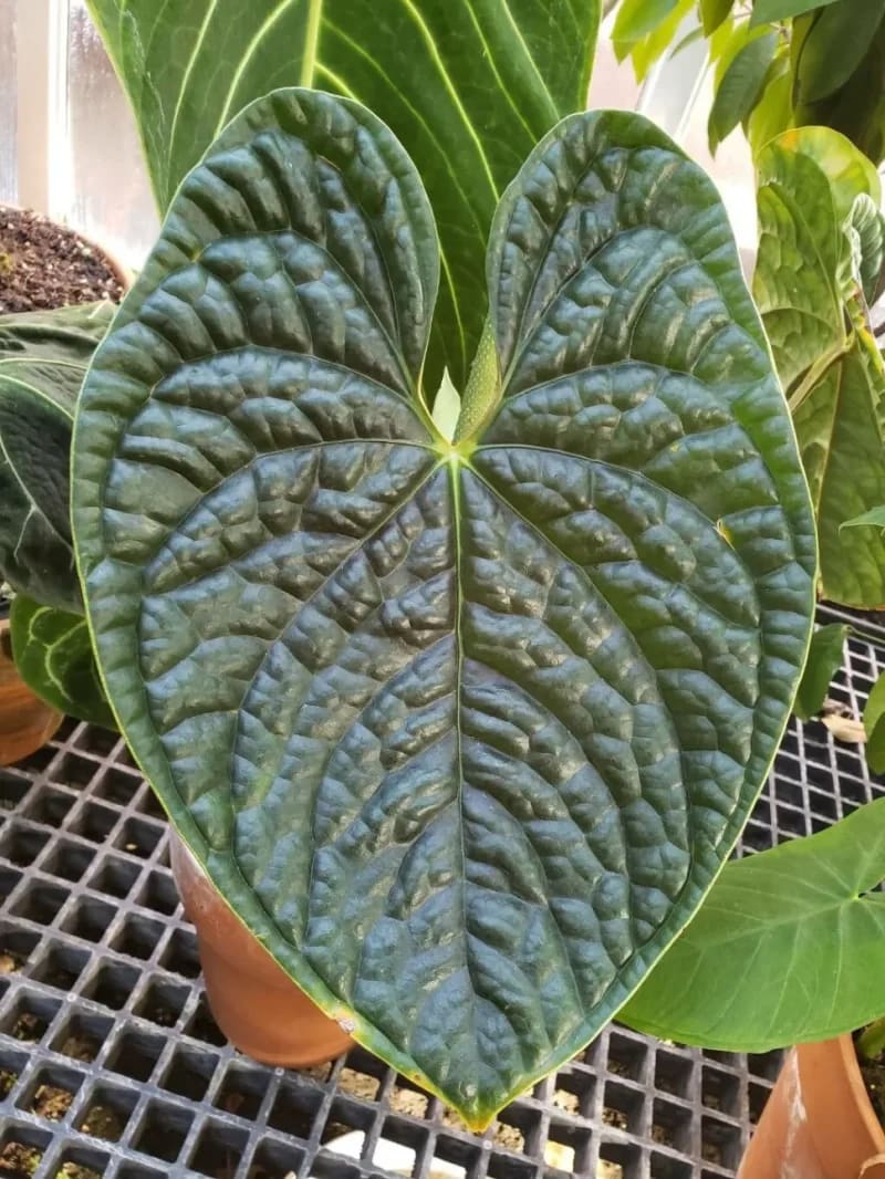 Anthurium luxurians Grower's Choice *In Stock* In Vitro (Premium Select) (In Stock)