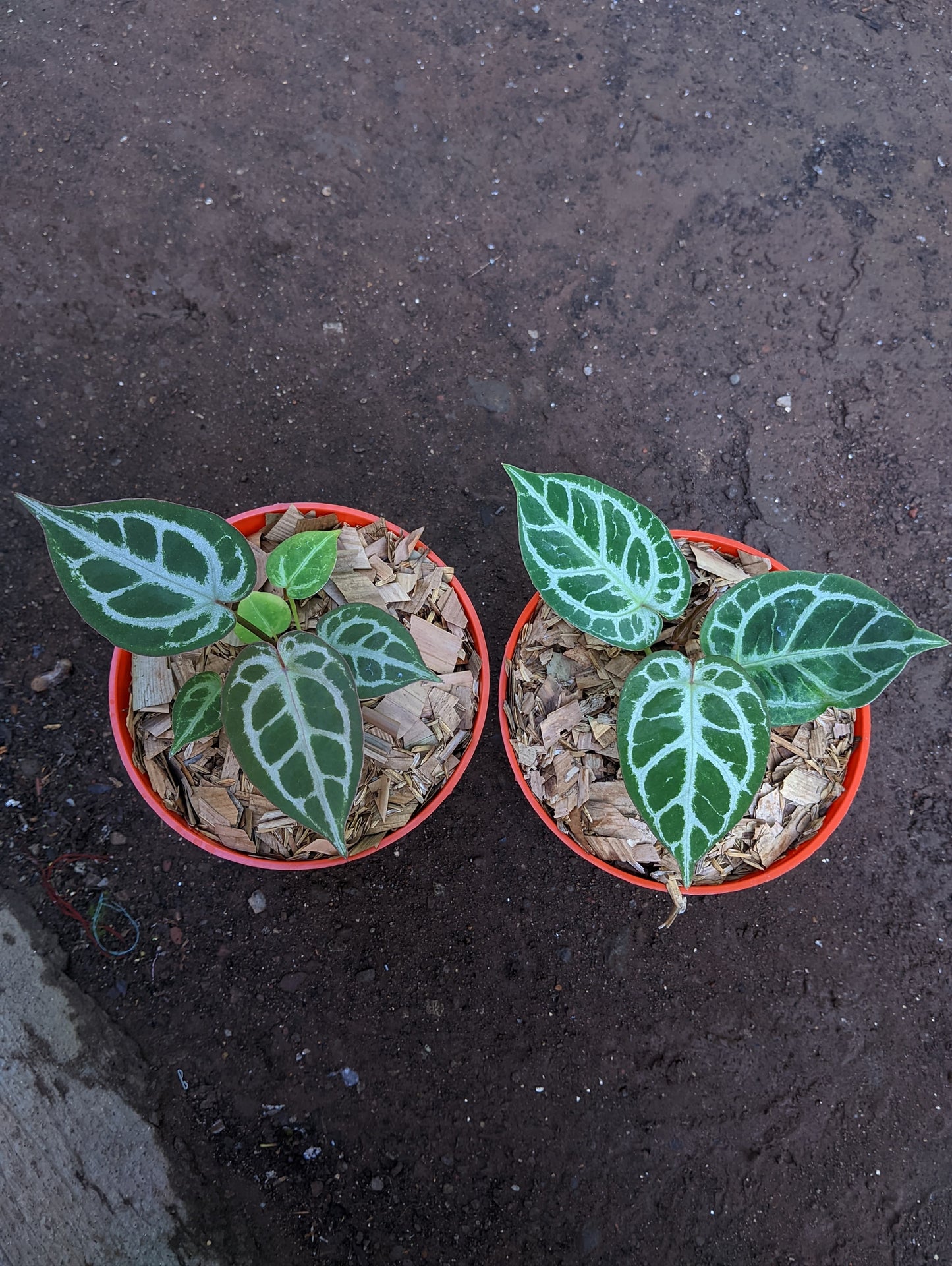Anthurium "Silver Blush" x ("King of Spades" x "Red Crystalinum") *Preorder* (6111P:G) | Rare Aroid