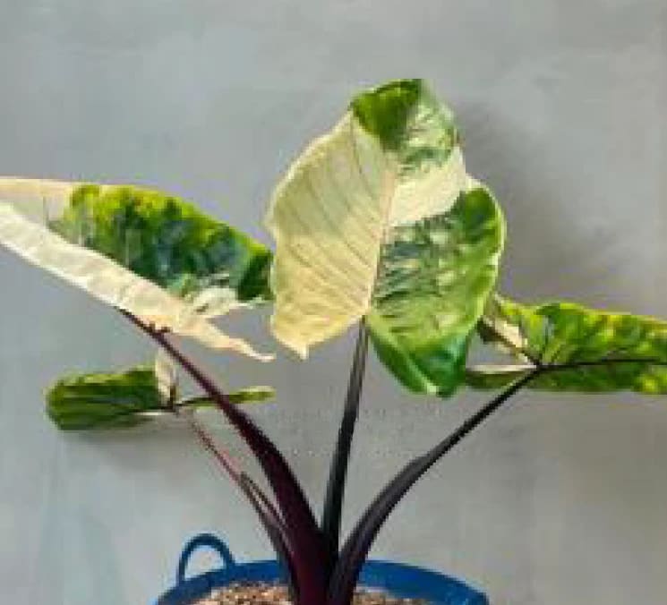 Alocasia Black Stem variegated *Preorder* 2-Pack In Vitro ($119 ea.)