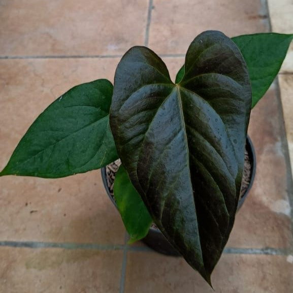 Anthurium "Queen Of Hearts" MD-LG *Preorder* (5647P:3) | Rare Aroid
