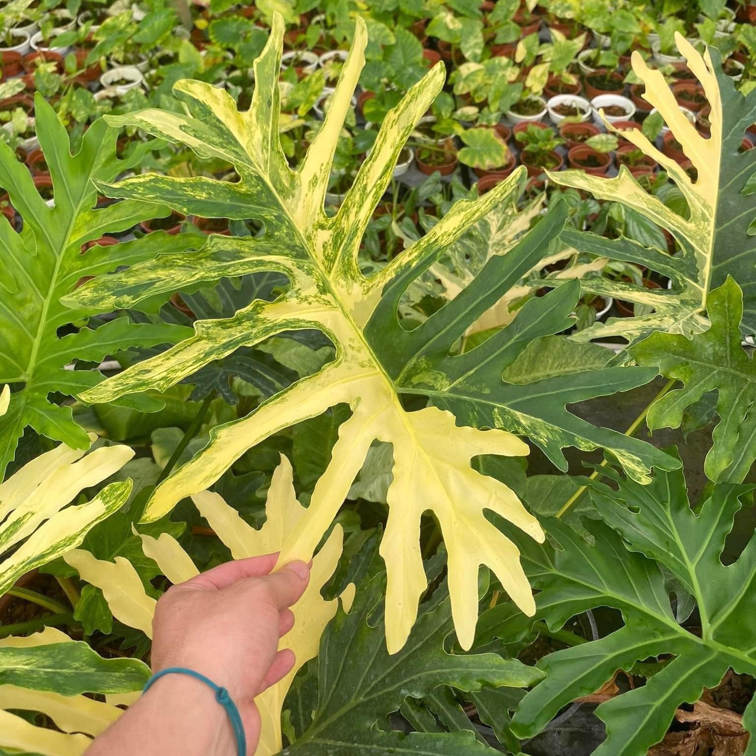 Thaumatophyllum bipinnatifidum 