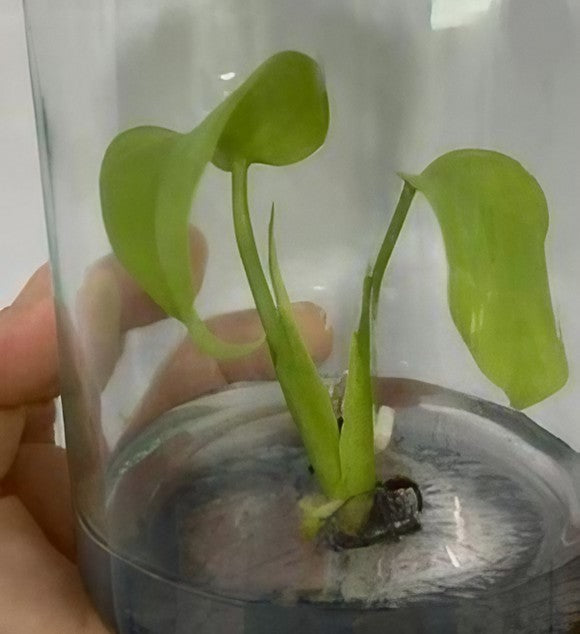 monstera tissue culture Monstera deliciosa Lemon Lime variegated aka. “Full Cheese” TC Plantlet *Preorder* In Vitro (Premium Select)