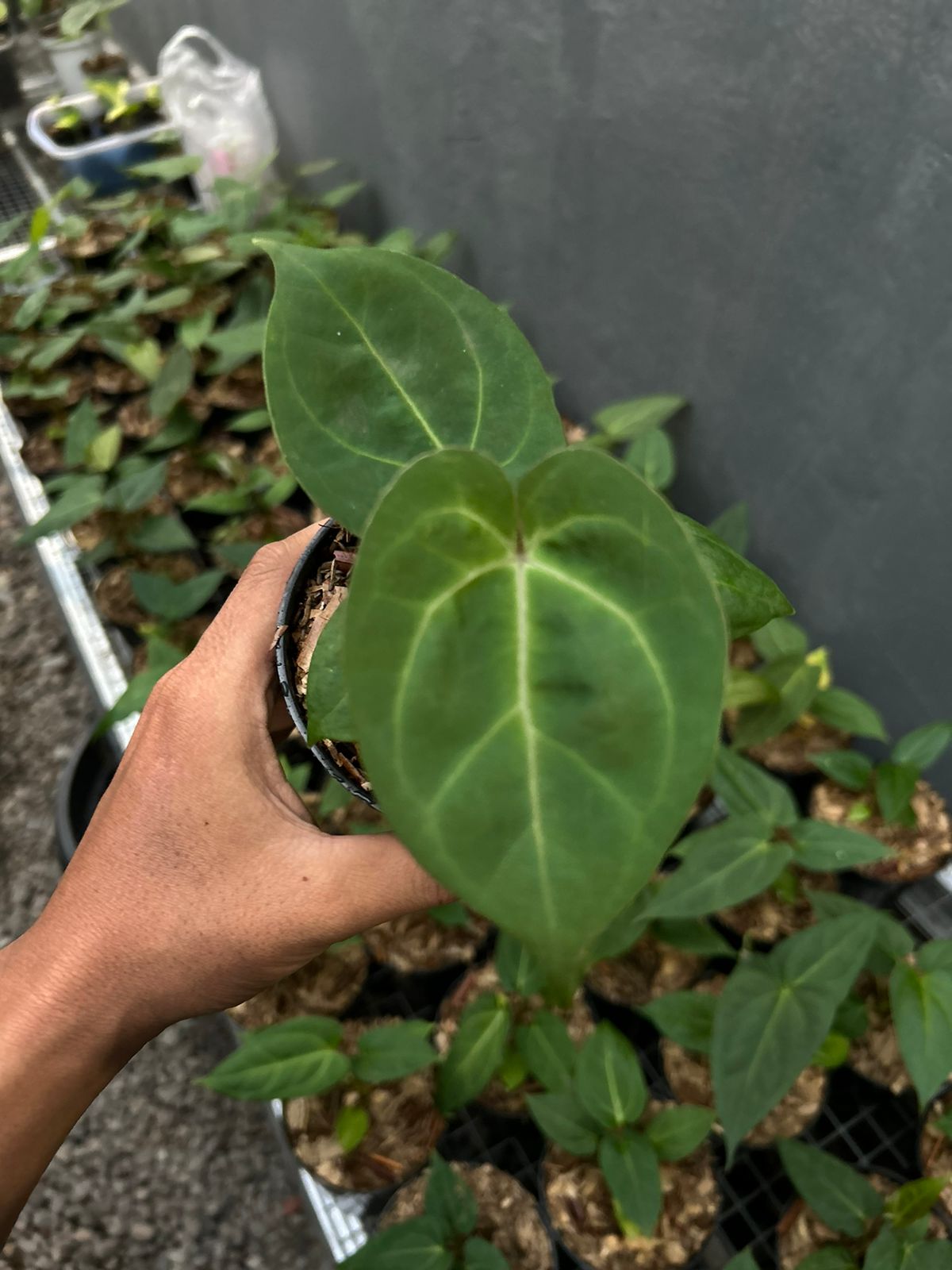 Anthurium hoffmannii pure *Preorder* (5454P:G) | Rare Aroid