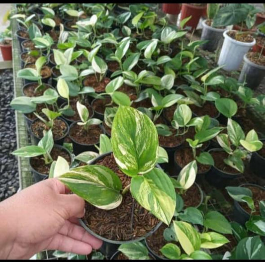 Scindapsus "Rubicon" variegated *Preorder* (5564P:3) | US-Based Seller | Rare Aroid