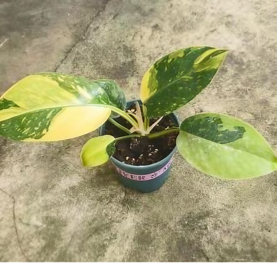 philodendron green congo marble variegated Philodendron Green Congo Marble variegated TC Plantlet Grower's Choice *In Stock*