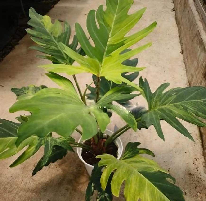 philodendron bipinnatifidum variegated Philodendron pinnatifidum ‘Olympiad’ variegated TC Plantlet *Preorder* In Vitro (Premium Select)