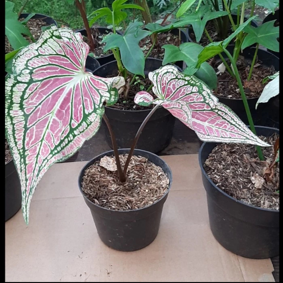 Caladium “Wayang Bicolor” Grower's Choice *Now In Stock* (6425P:G