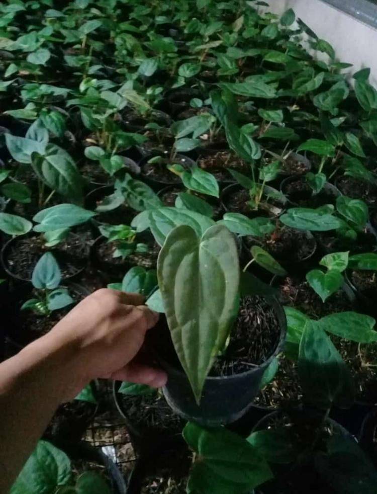 Anthurium papillilaminum X-One hybrid SM Grower's Choice *Now In Stock* (3847P:3) | Rare Aroid