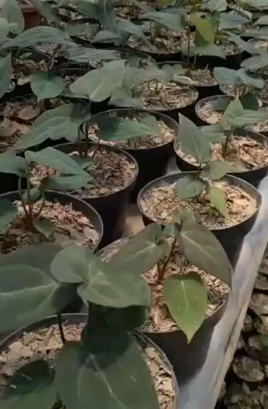 Anthurium "Red Crose" Grower's Choice *Now In Stock* (5888P:G) | Rare Aroid